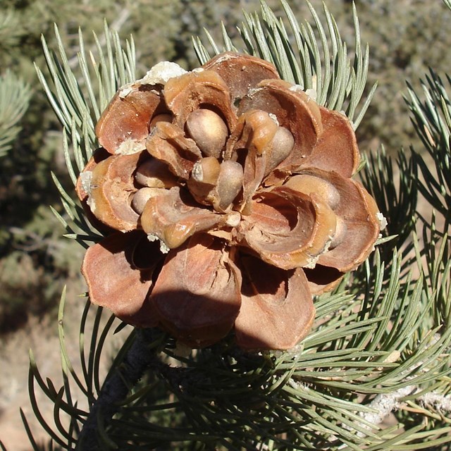 A ponecone with exposed pinenuts.