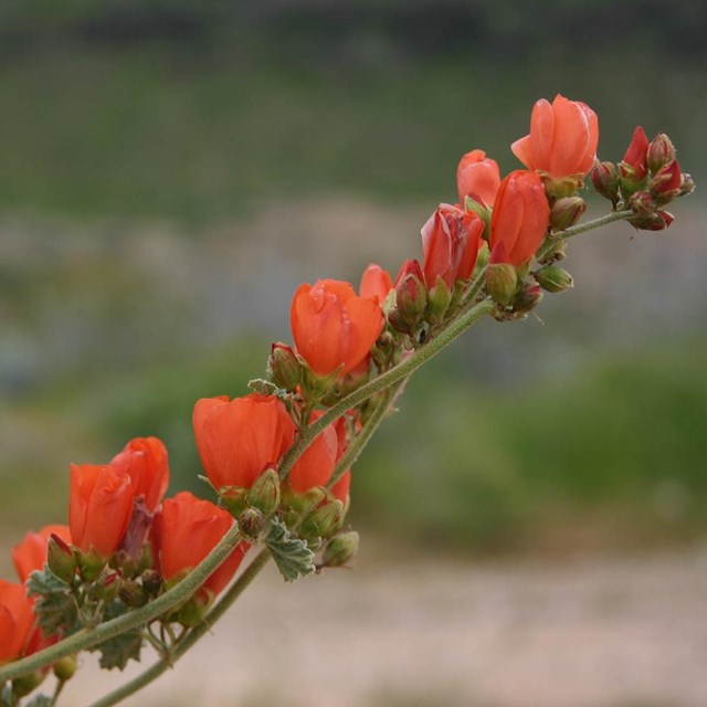 Orange clusters of flowers on the tip of a globemallow stem. 