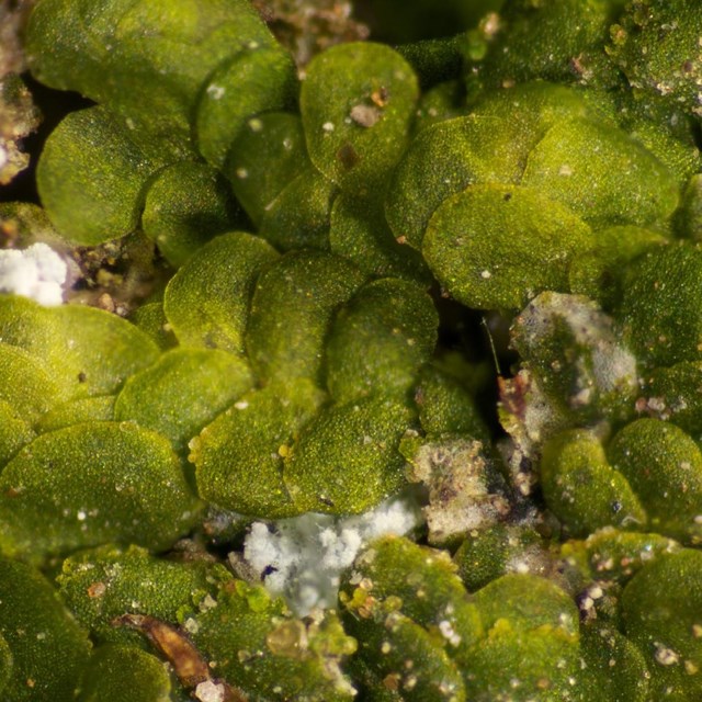  Clusters of green liverworts in file like structures. 