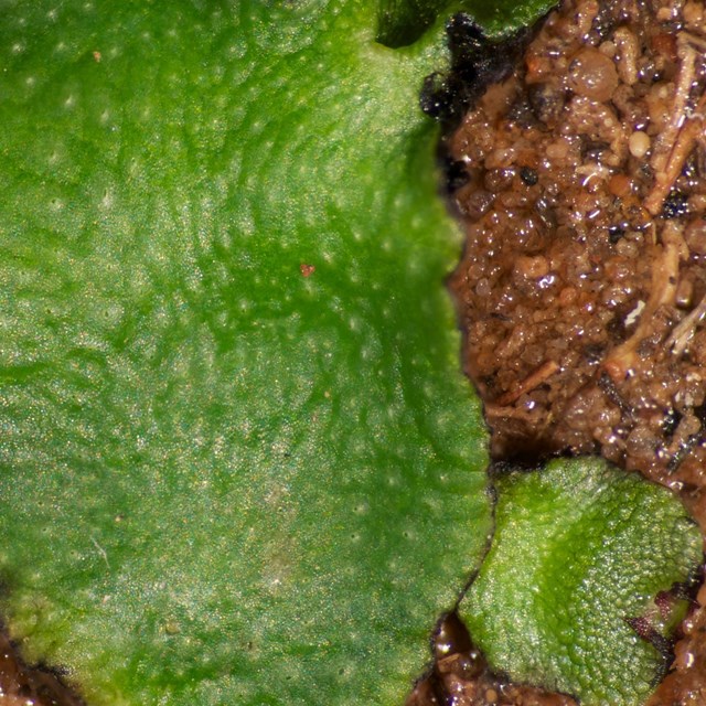 A hydrated green dimpled liverwort with three smaller sections growing off its surrounding edges.