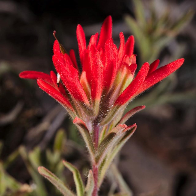 Individual thin red petals burst from the top a reddish stem with green leaves. 