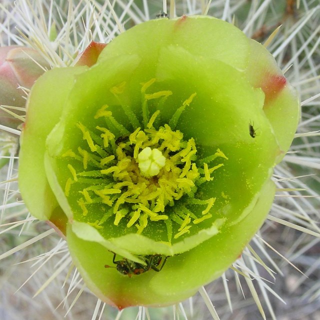 A yellowish green succulent flower dusted with pollen with a visiting ladybug and fly. 