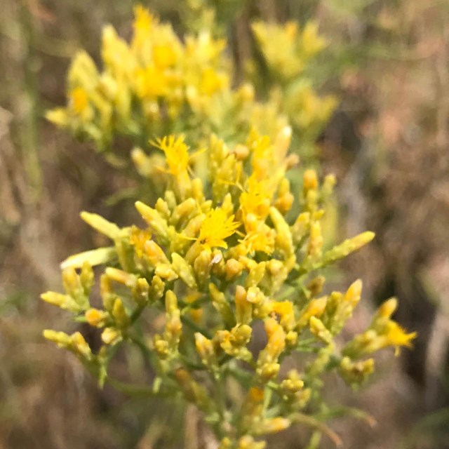 A cluster of tiny yellow budding flowers. 