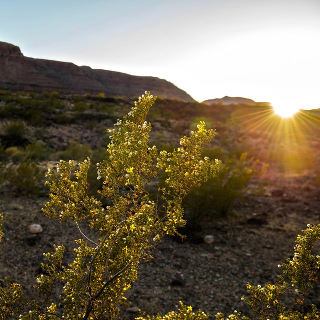A creosote bush with the sun setting behind it.