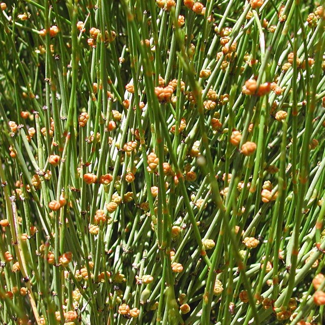 Small cones attached to the jointed stems of Mormon Tea