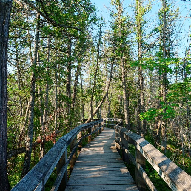 A boardwalk trail winds through evergreen trees.