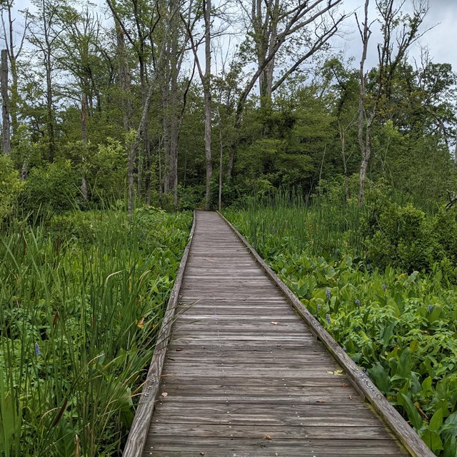 a wooden boardwalk in a marsh