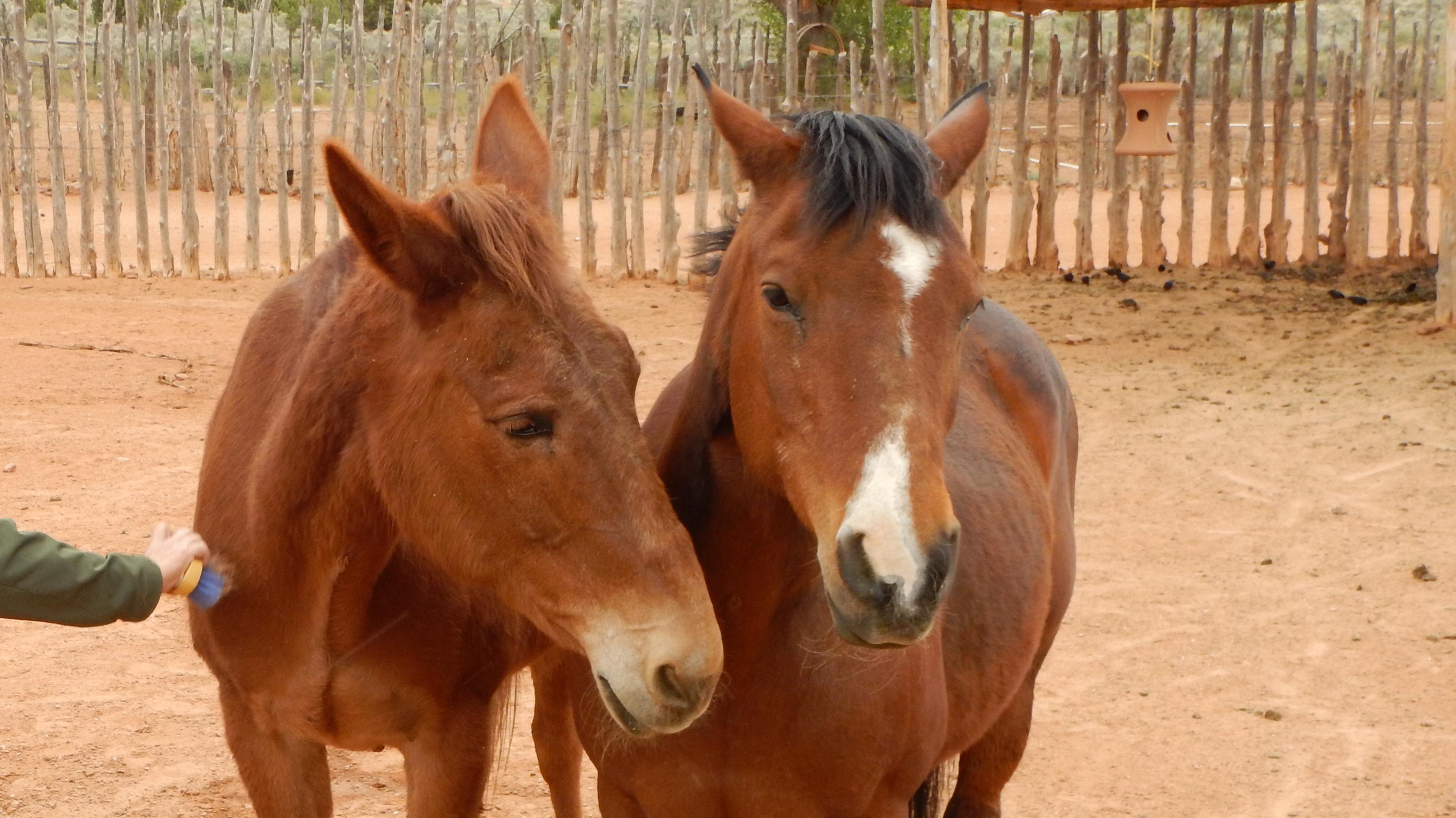 Two horses stand together while someone runs a brush along one's side