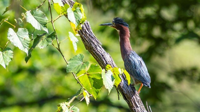 Red and greenish bird on a tree branch