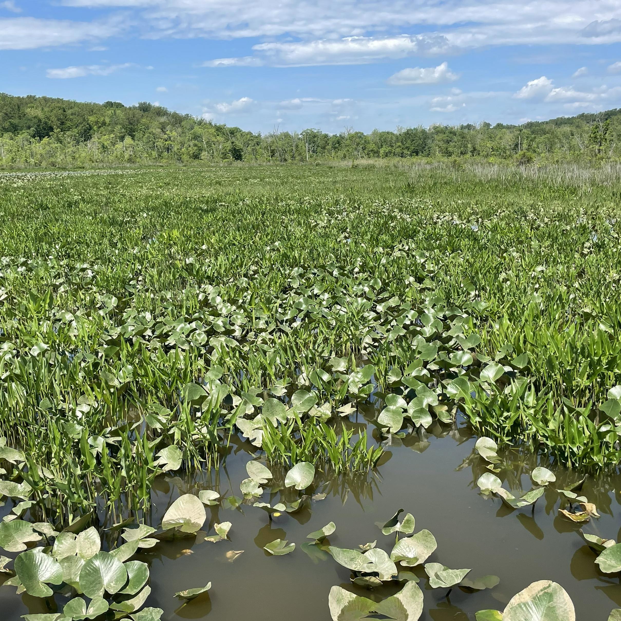 Body of water with grass and lily pads with a line of trees in the background
