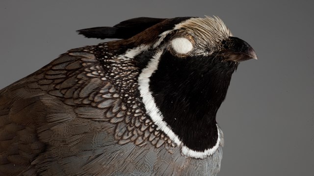 A photo of the head of a taxidermied California quail.