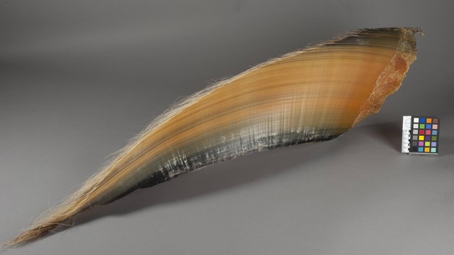 A photo of gray whale baleen.