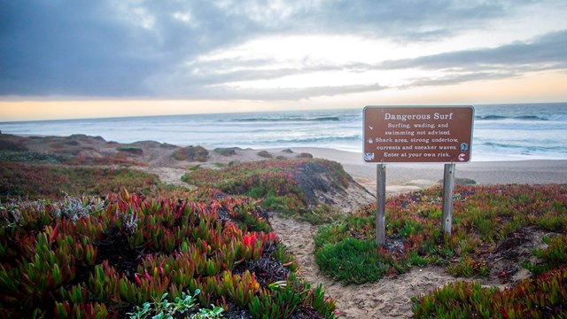 A brown sign describing dangerous surf in front of a sandy, vegetated beach at sunset.