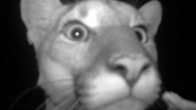 A black and white wildlife camera capture of a mountain lion's face.