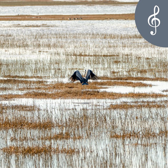 A big gray bird in a wetland raises its black-tipped wings in preparation for flight.