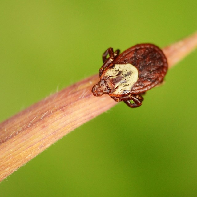 Reddish-brown, round-bodied tick viewed up close clinging to a blade of browning grass.
