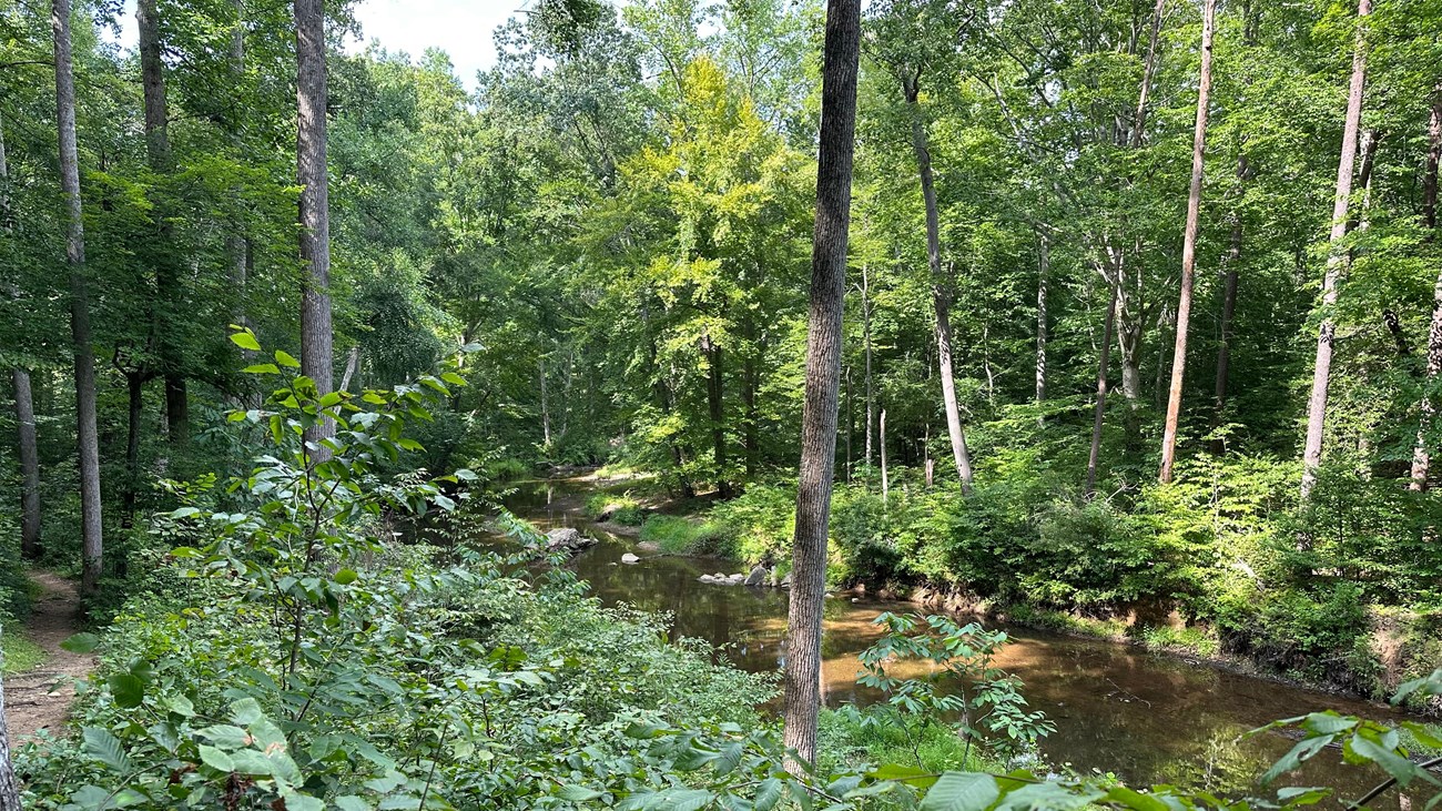 Dirt trail meanders alongside a quiet creek in a green summer forest