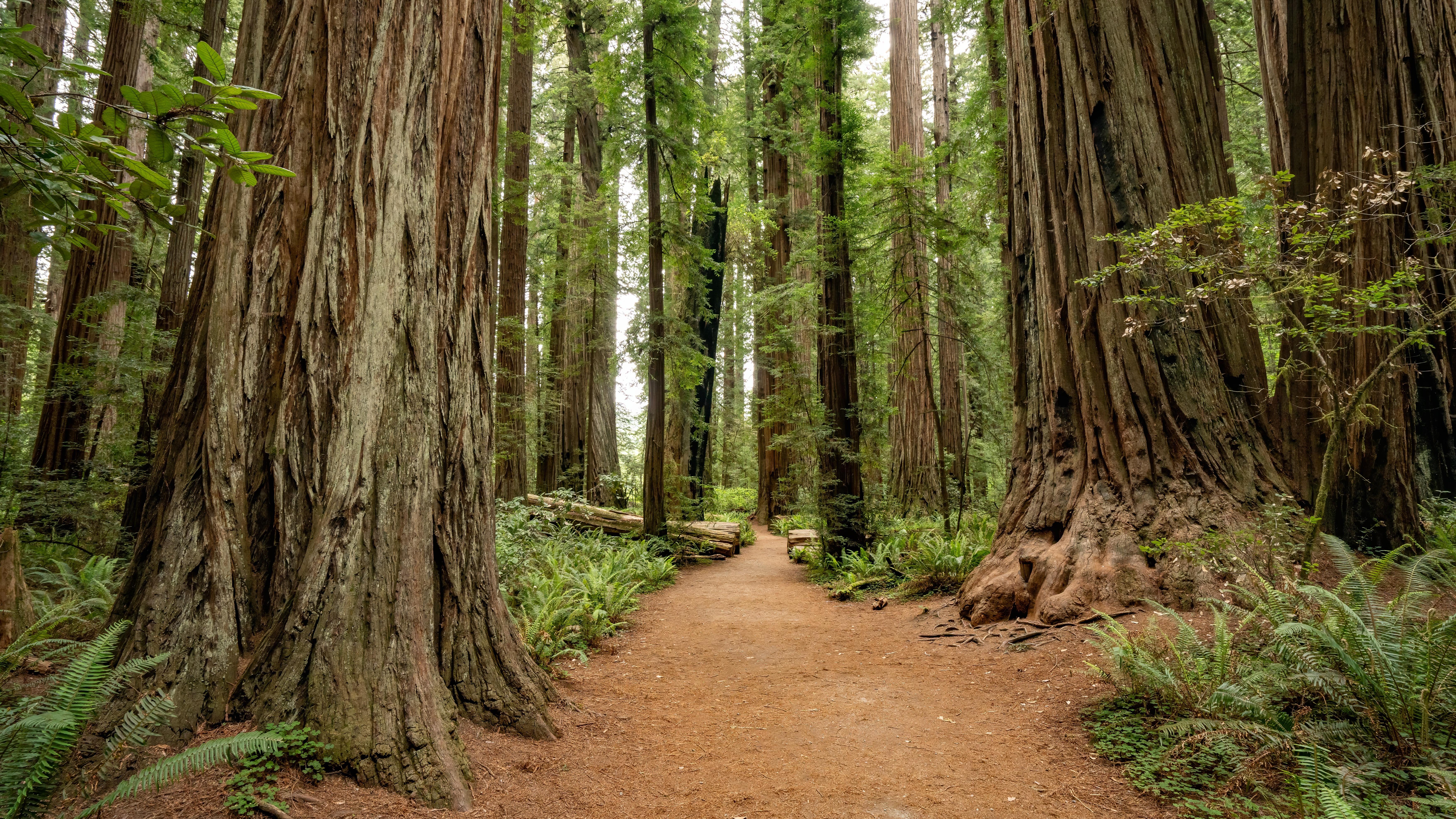 A dirt path meanders through a redwood forest. 