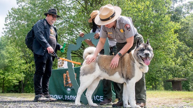 A dog on leash being petted by a park ranger.