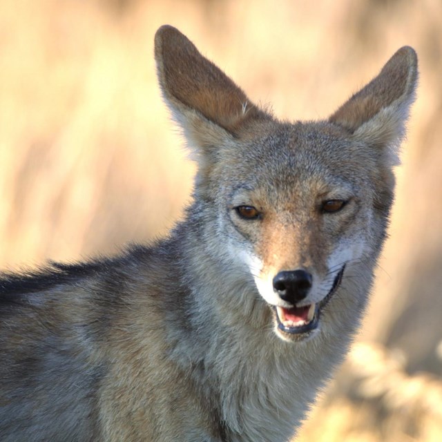 This portrait of a coyote was taken in Santa Monica Mountains National Park.