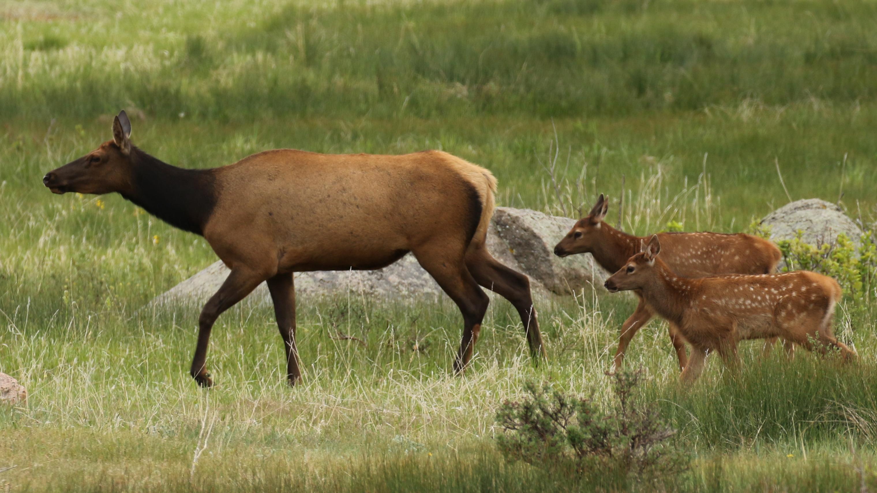 A Mule deer buck in spring