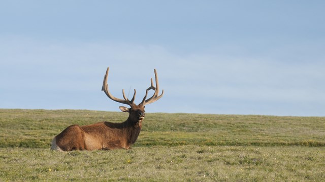 A bull elk is laying down on tundra grasses in summer