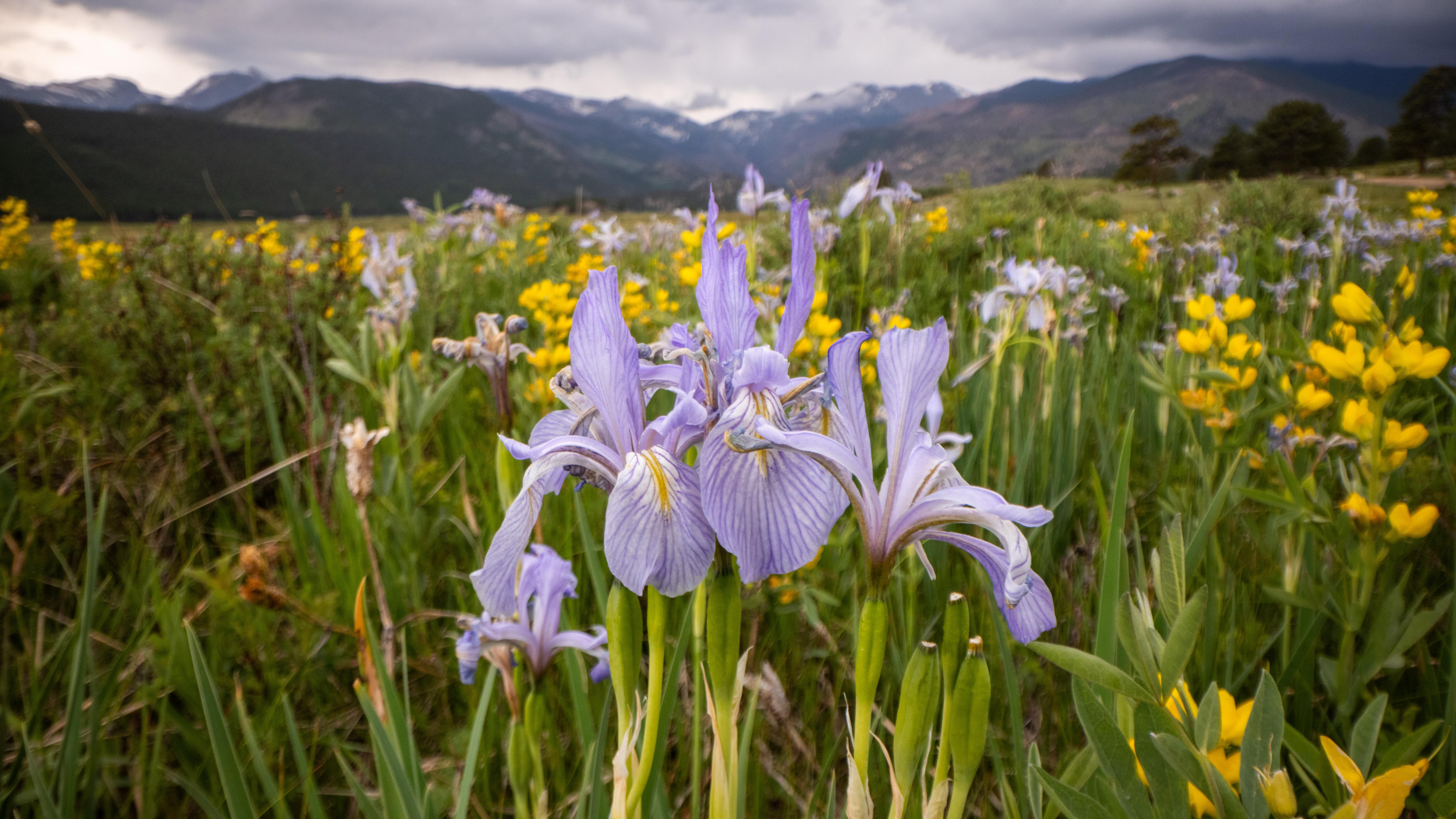 View of mountain irises and Golden banner flowers blooming in a meadow with mountains