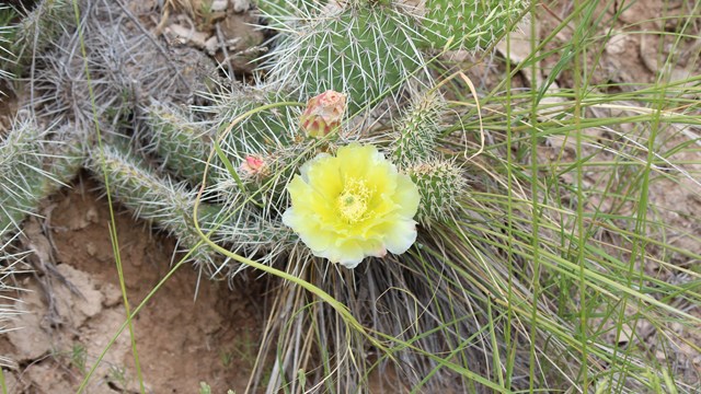 Plains prickly pear cactus bloom even up here in the Rocky Mountains.