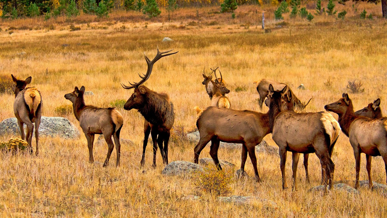 A bull elk is in a meadow with a group of cow elk.