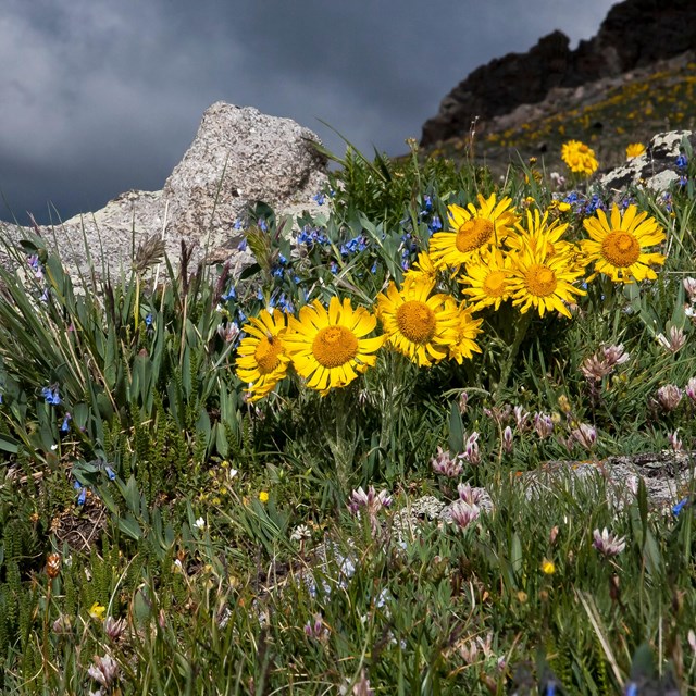 Wildflowers are growing on Alpine Tundra