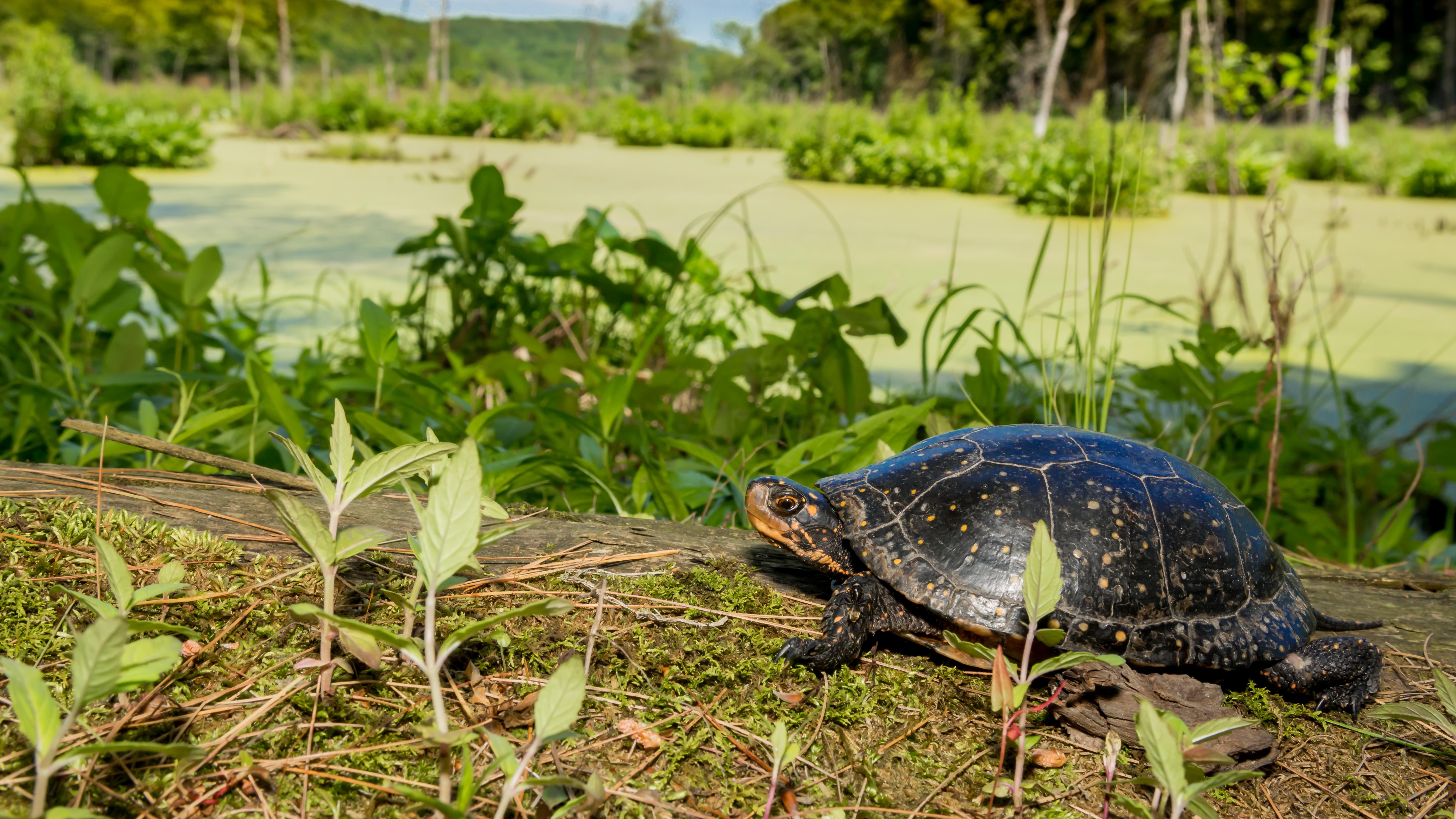 A turtle rests on a rock by a river