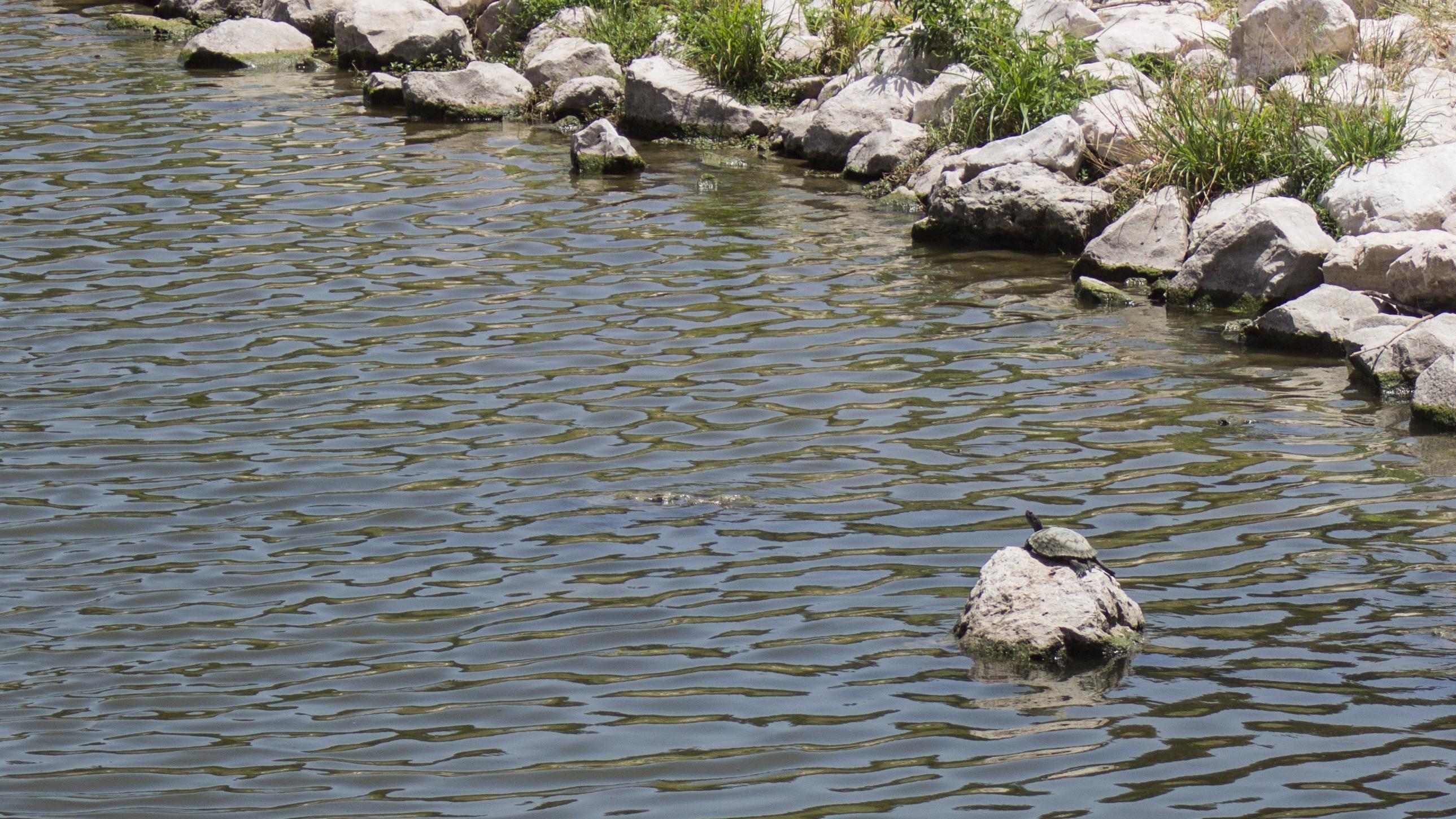 Turtle rests on a rock in the San Antonio River