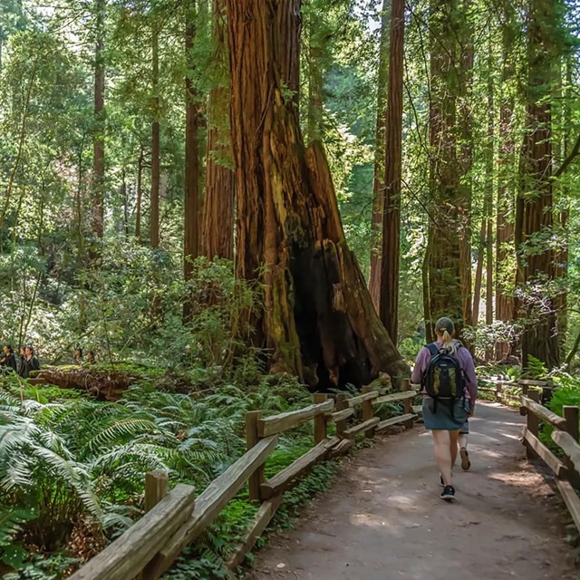 A hiker walks on a trail in a redwoods forest