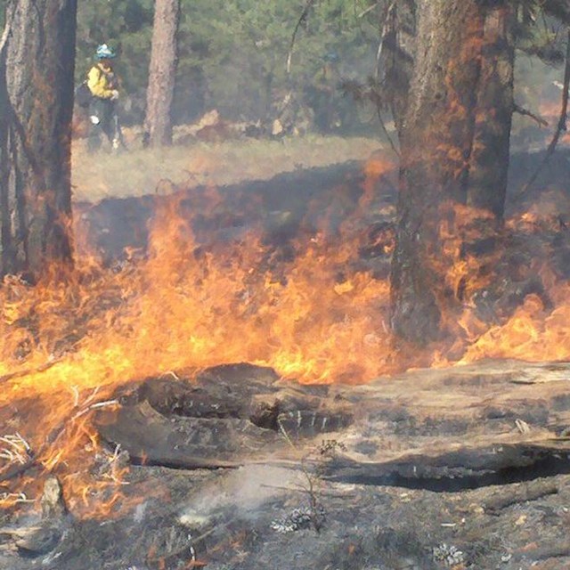 Low-intensity wildfire burns along the pine forest floor