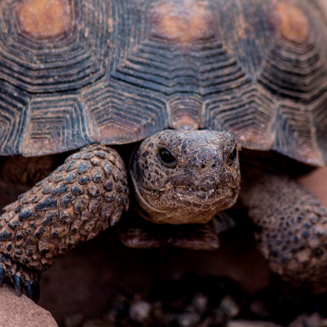 Desert tortoise