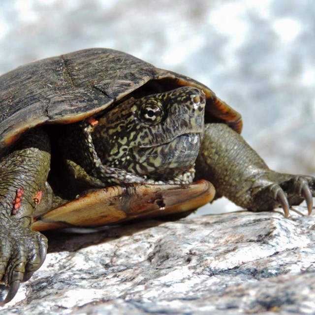 Sonoran mud turtle basking on bedrock