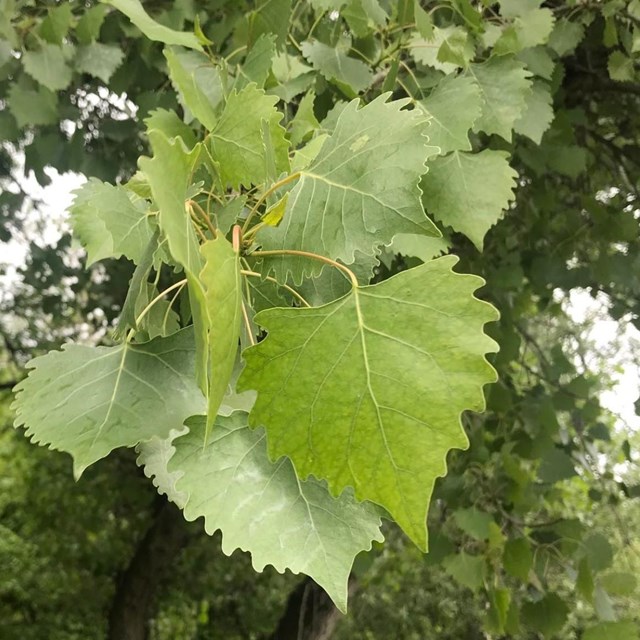 Close up of a cottonwood tree's bright green, spade-shaped leaves