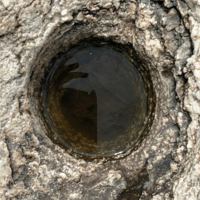 Round depression carved into bedrock which has collected a small puddle of water.