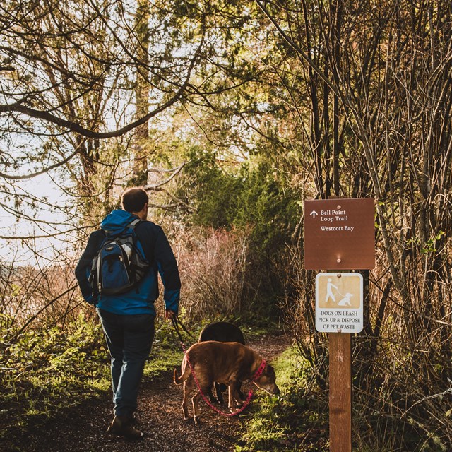A hiker with his dogs along a hiking trail