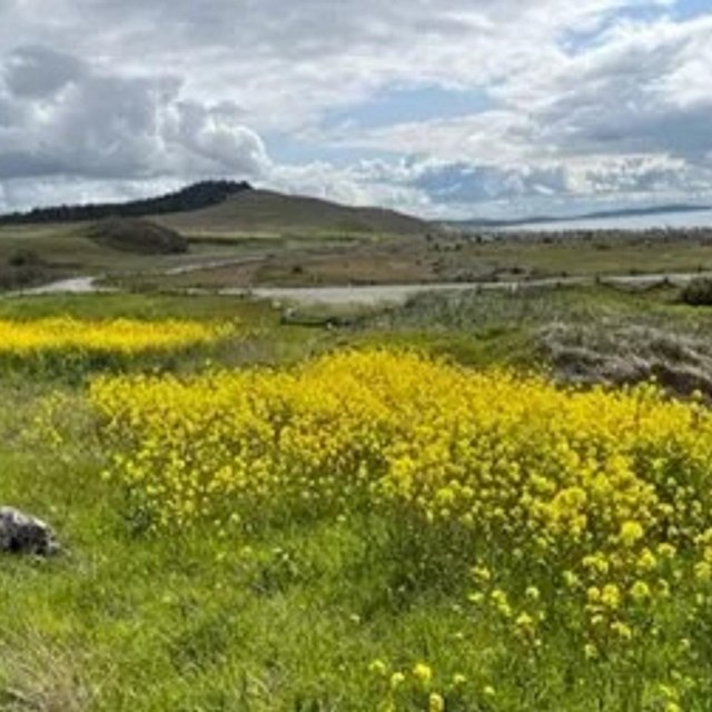 a colorful field of mustard beside a lagoon