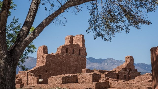 A leafy Siberian elm frames the ruins of a red sandstone church at Abó.
