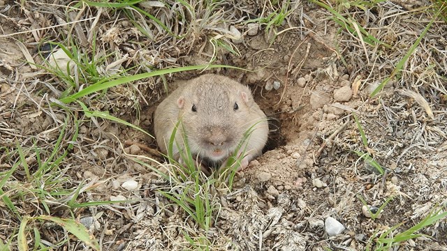 A Plains pocket gopher peeks out of its burrow