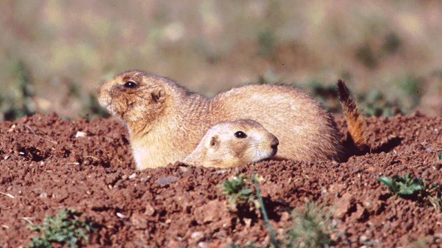 One prairie dog sticks its head out of a burrow while another prairie dog is behind it.