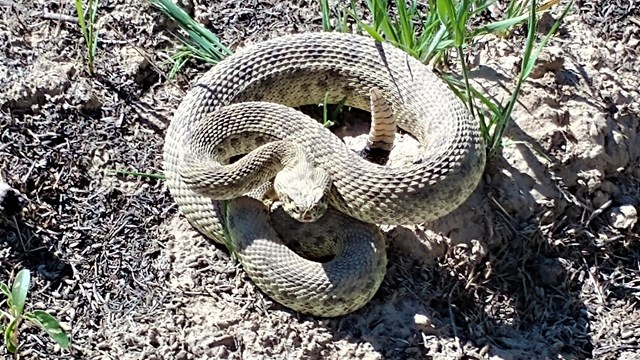 A prairie rattlesnake is coiled up on the ground.