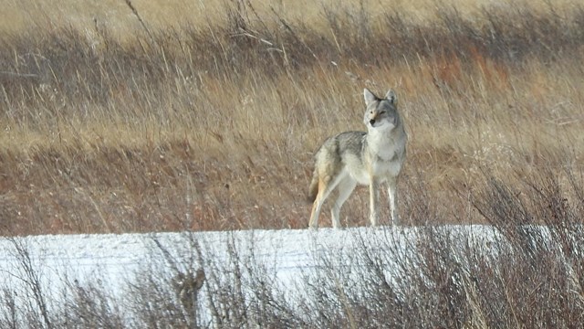 A coyote stands on a snowy road surrounded by brown grass and shrubs.
