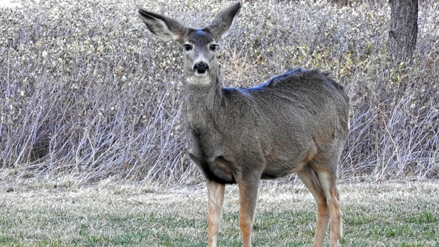A mule deer doe stands on a grassy lawn.