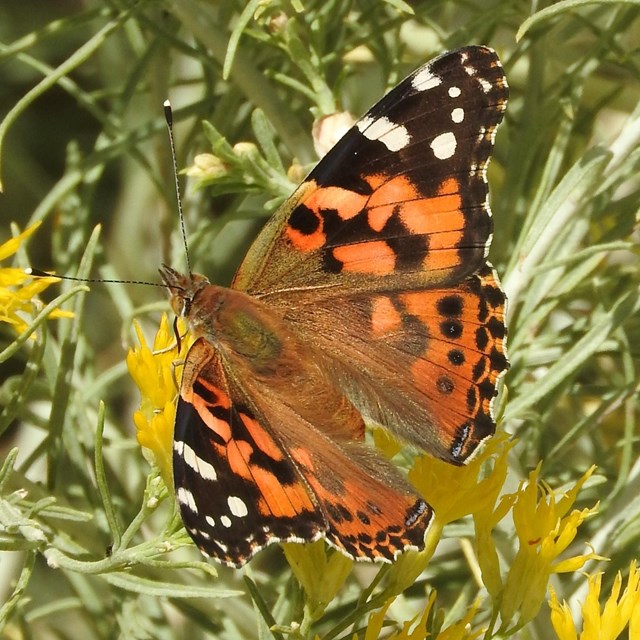 A butterfly feeds from yellow flowers. 