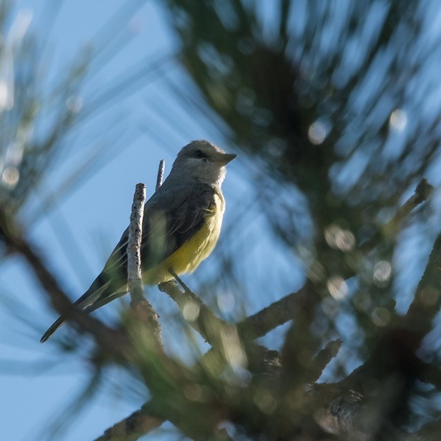 A yellow bird rests on a branch of a pine tree. 