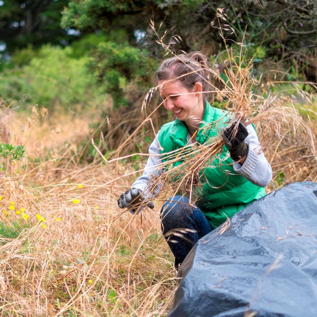 a woman crouches in a grassy area and puts pulled invasive plants into a bag