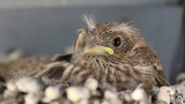 A baby house finch joins the Southeast Coast Network family 